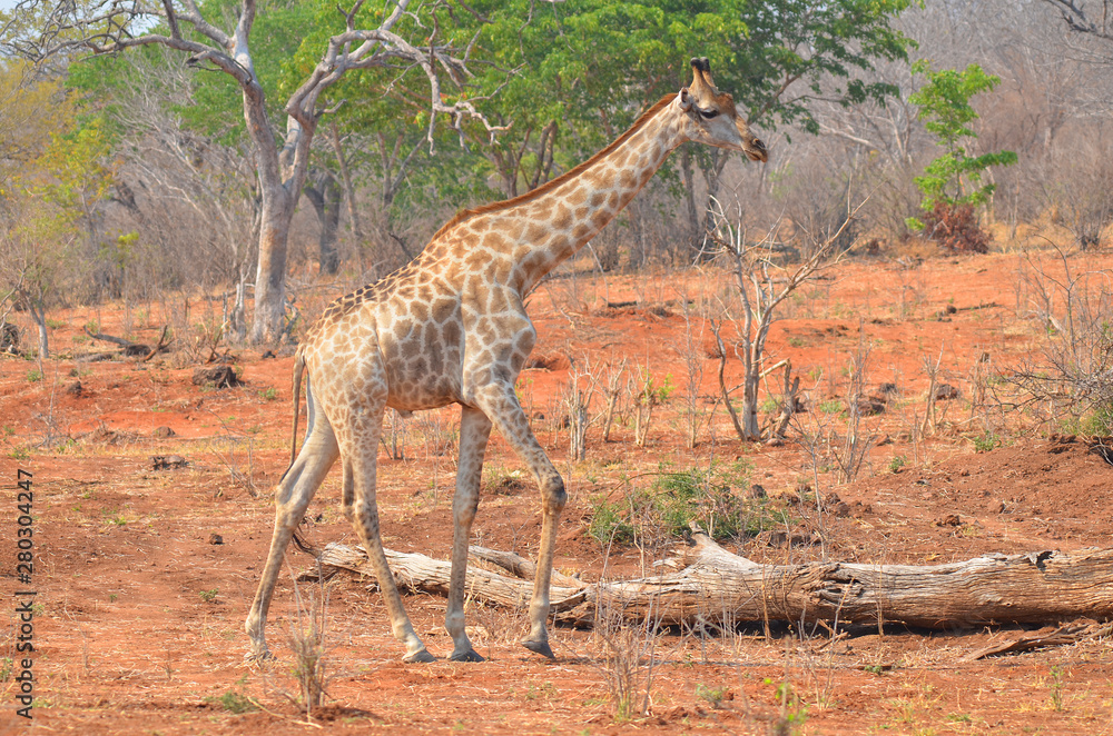 The giraffe (Giraffa camelopardalis) is an African even-toed ungulate ...