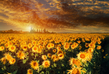 Sunflower field yellow landscape sunset bright sun lights