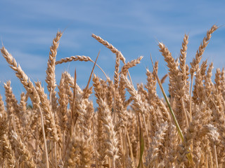 Wheat Field