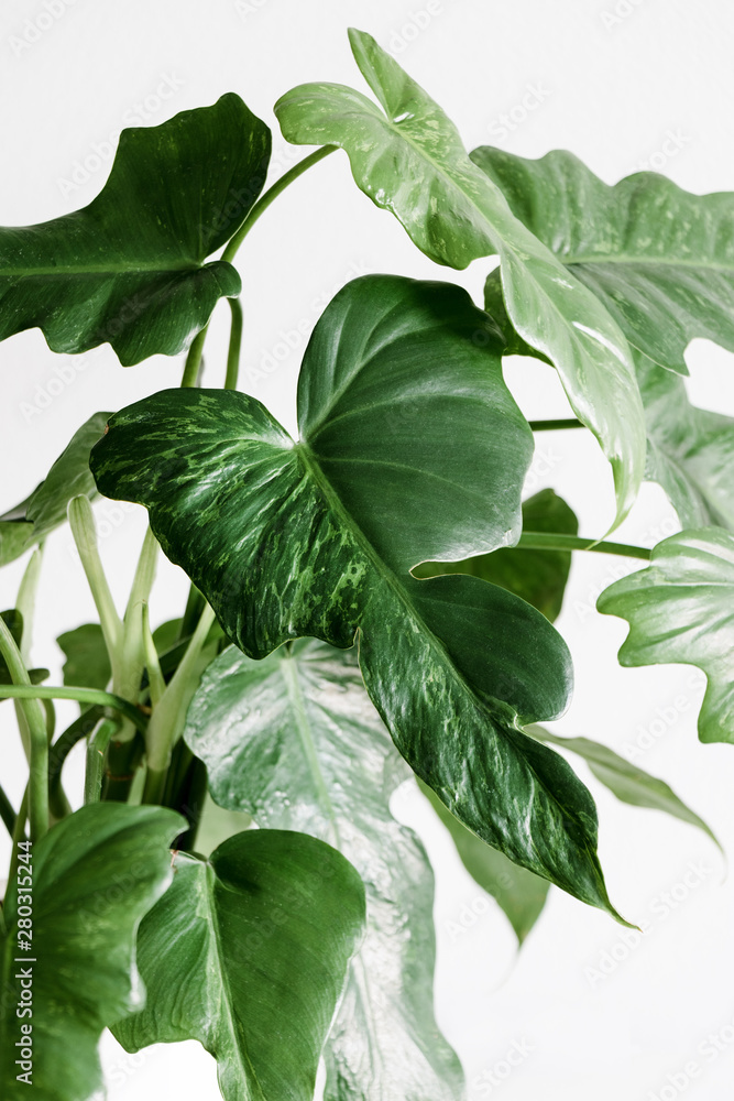 Philodendron Golden Dragon leaves on a white background, creative tropical  plant concept Stock Photo | Adobe Stock
