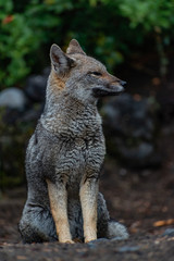  Zorro gris o chilla en Parque Nacional Vicente Pérez Rosales. Chile