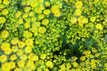 Wall Mural - Green dill bushes blurred background closeup top view, yellow fennel seeds grow on garden bed, abstract natural floral texture macro, agricultural blooming field, beautiful sunny summer season meadow 