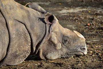 nashorn ohne horn im zoo