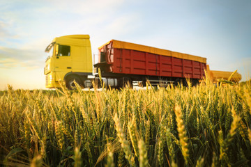 Modern bright truck on road near wheat field