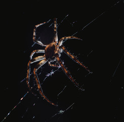 Wall Mural - the spider hunts at night on the web, the predator weaves a network for hunting, atmospheric background for Halloween, a macro photograph of a arthropod creature