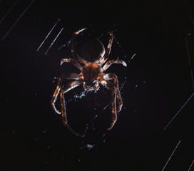 Wall Mural - the spider hunts at night on the web, the predator weaves a network for hunting, atmospheric background for Halloween, a macro photograph of a arthropod creature