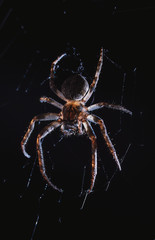 Wall Mural - the spider hunts at night on the web, the predator weaves a network for hunting, atmospheric background for Halloween, a macro photograph of a arthropod creature