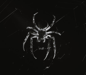 Wall Mural - the spider hunts at night on the web, the predator weaves a network for hunting, atmospheric background for Halloween, a macro photograph of a arthropod creature