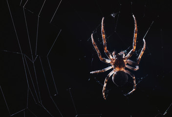 Wall Mural - the spider hunts at night on the web, the predator weaves a network for hunting, atmospheric background for Halloween, a macro photograph of a arthropod creature