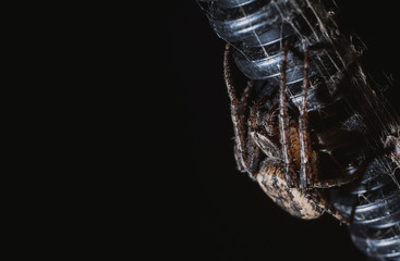Wall Mural - the spider hunts at night on the web, the predator weaves a network for hunting, atmospheric background for Halloween, a macro photograph of a arthropod creature