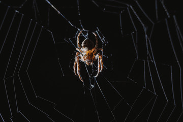 Wall Mural - the spider hunts at night on the web, the predator weaves a network for hunting, atmospheric background for Halloween, a macro photograph of a arthropod creature