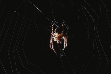 Wall Mural - the spider hunts at night on the web, the predator weaves a network for hunting, atmospheric background for Halloween, a macro photograph of a arthropod creature