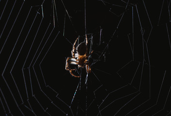 Wall Mural - the spider hunts at night on the web, the predator weaves a network for hunting, atmospheric background for Halloween, a macro photograph of a arthropod creature