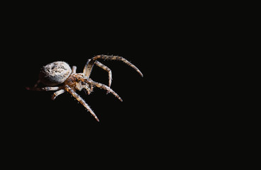 Wall Mural - the spider hunts at night on the web, the predator weaves a network for hunting, atmospheric background for Halloween, a macro photograph of a arthropod creature