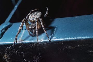 Wall Mural - the spider hunts at night on the web, the predator weaves a network for hunting, atmospheric background for Halloween, a macro photograph of a arthropod creature