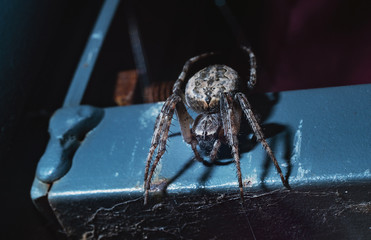 Wall Mural - the spider hunts at night on the web, the predator weaves a network for hunting, atmospheric background for Halloween, a macro photograph of a arthropod creature