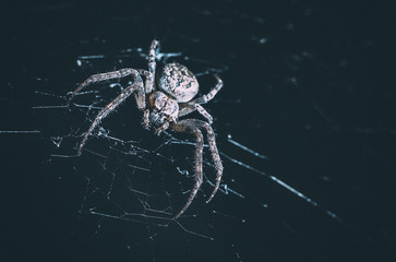 Wall Mural - the spider hunts at night on the web, the predator weaves a network for hunting, atmospheric background for Halloween, a macro photograph of a arthropod creature
