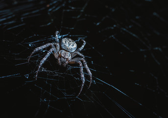 Wall Mural - the spider hunts at night on the web, the predator weaves a network for hunting, atmospheric background for Halloween, a macro photograph of a arthropod creature