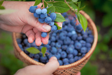Blueberries Picking. Female Hand Gathering Blueberries. Harvesting Concept.