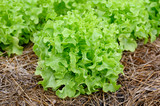 Fototapeta Kuchnia - Farming organic green oak lettuce