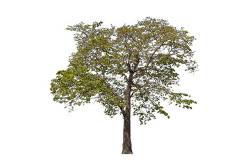 Wall Mural - tree isolated on white background, collections tree isolated, tree object