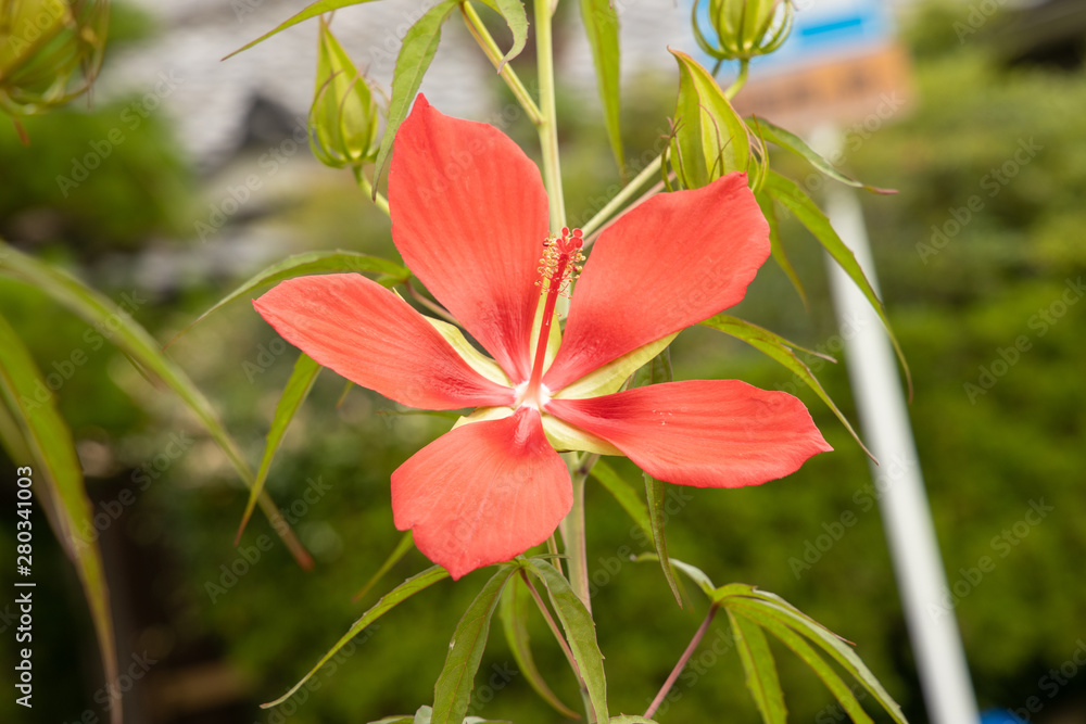 京都ぶらり、夏の赤い花01 Stock Photo | Adobe Stock