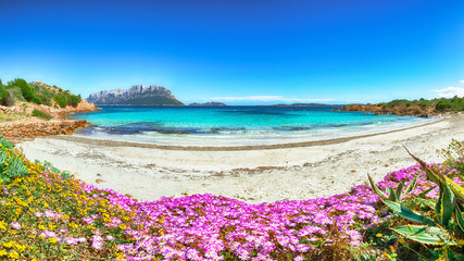 Wall Mural - Fantastic azure water with rocks and lots of flowers at Doctors beach (Spiaggia del Dottore) near Porto Istana.