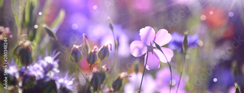 Blumenwiese im Sommer - Blumen Wiese Hintergrund Panorama