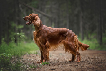 Irish setter in summer forest