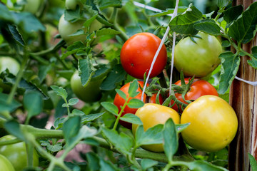 ripe red and not ripe green tomatoes hanging on the vine of a tomato plant in the garden.