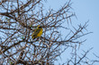 Southern Masked Weaver (Ploceus velatus) in South Africa
