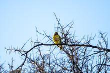 Southern Masked Weaver (Ploceus Velatus) In South Africa