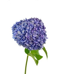 Wall Mural - Beautiful flower of hydrangea isolated on a white background