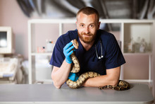 Veterinarian Holds Snake In Hands. Exotic Pet On Inspection.