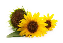 Sunflowers With Leaves Isolated On White Background
