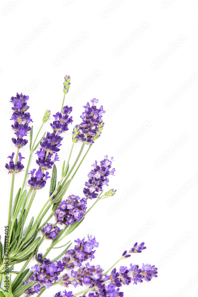 Lavender flowers white background Floral - obrazy, fototapety, plakaty 