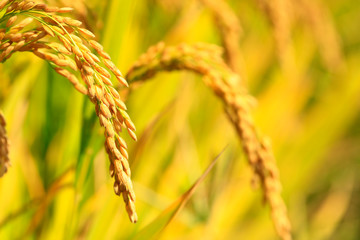 Mature rice in rice field,