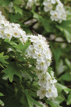 Common Hawthorn Crataegus Monogyna Shrub Tree In Bloom, Wild White Oneseed Whitethorn Blossom And Leaves, Blossoming Flower Heads, Large Detailed Vertical Macro Closeup