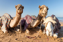 Cute Camels Resting At The Beach In Ras Al Khaimah, UAE