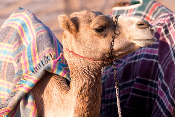 Wall Mural - Middle eastern camel resting at the camp site