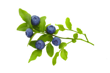 frash blueberry branch isolated on white background