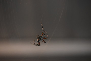 spider on a web