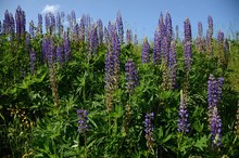 A Blue Flowering Lupine Or Lupine Plant, Blue Flowers 