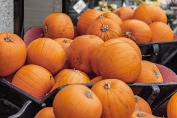bright orange pumpkin