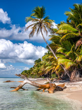 A Vertical Shot Of A Caribbean Beach With White Sand Palm Trees And Some Driftwood 