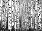 Fototapeta Natura - Spring trunks of birch trees black and white