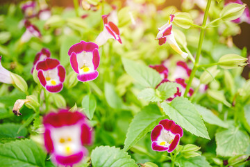 Wall Mural - pink flowers on a green background, Flower fields are blooming at the front garden, Red flowers are blooming flower with blurred background.