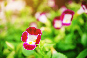 Wall Mural - tulips in the garden, Flower fields are blooming at the front garden, Red flowers are blooming flower with blurred background.