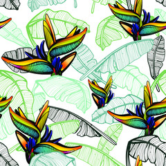  Bird of paradise leaves vector seamless Pattern with Wallpaper,Background .