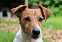 Beautiful Brown And White Jack Russell Terrier Head Portrait In The Garden